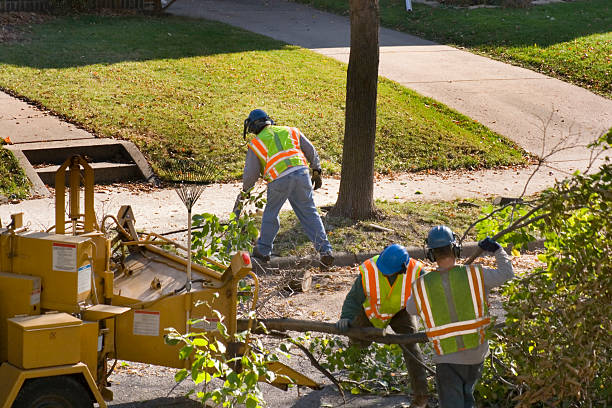 Best Storm Damage Tree Cleanup  in San Rlos, CA